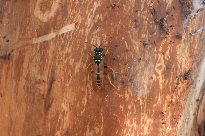 Polistes cfr dominulus